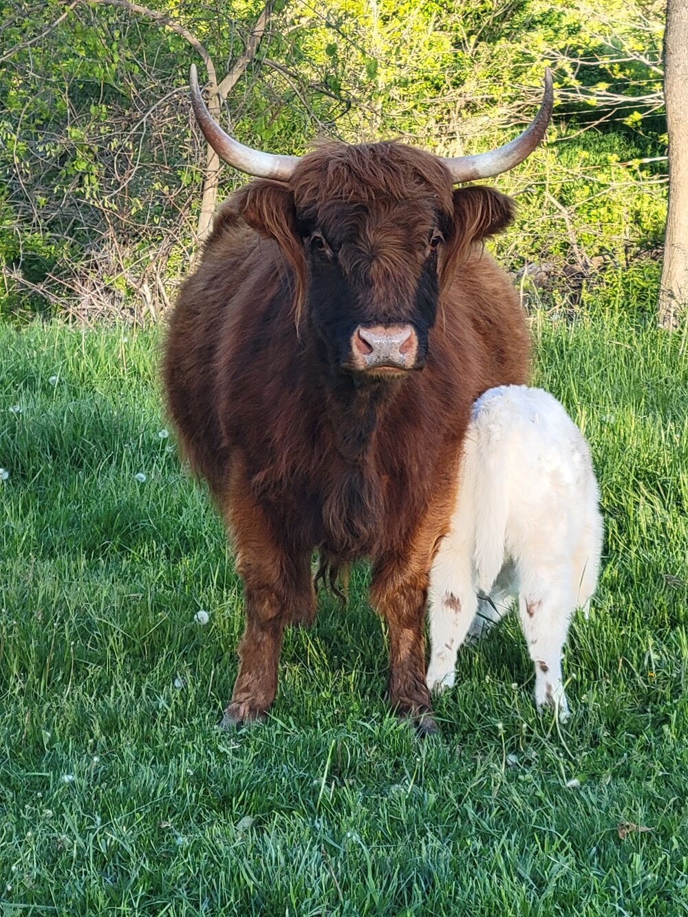 mini highland cow for sale