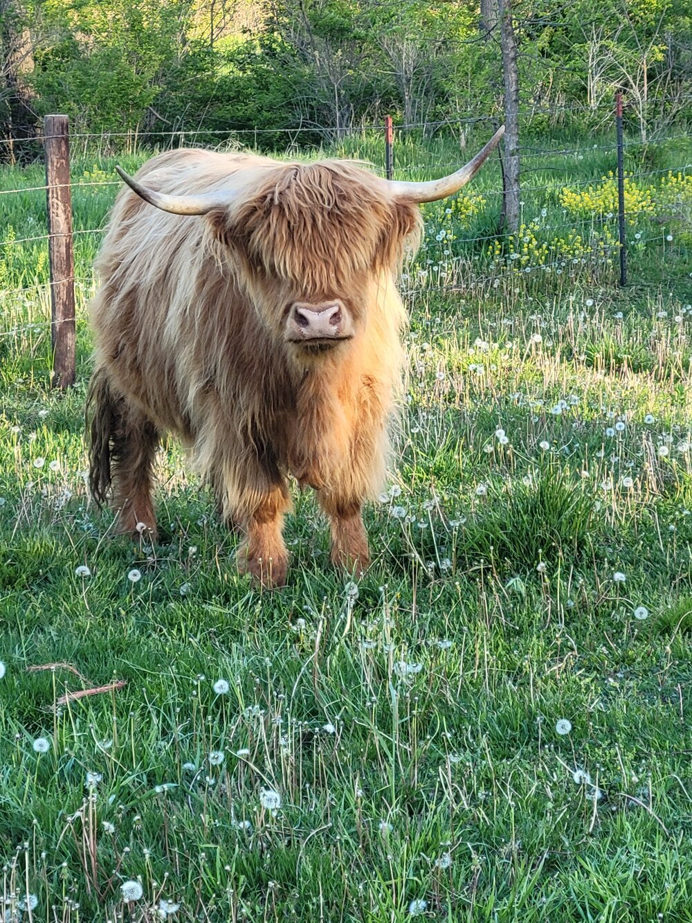 mini highland cow for sale