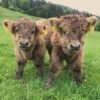 mini highland cow for sale