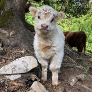 mini highland cow for sale