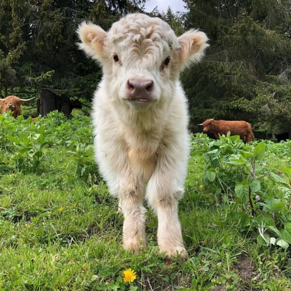 mini highland cow for sale