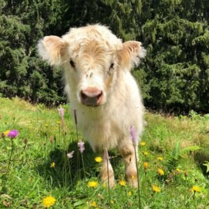 mini highland cow for sale