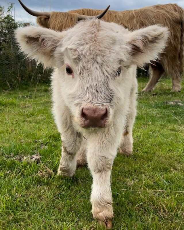 Mini Highland Cow (Happy) Highland Cow Farm