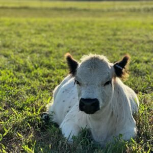 mini highland cow for sale