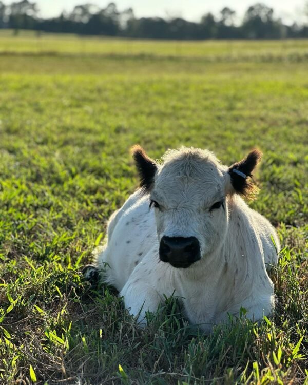 mini highland cow for sale