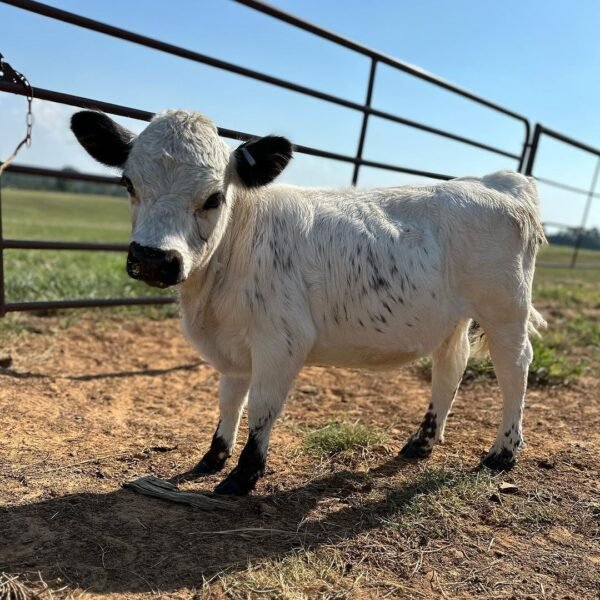 mini highland cow for sale