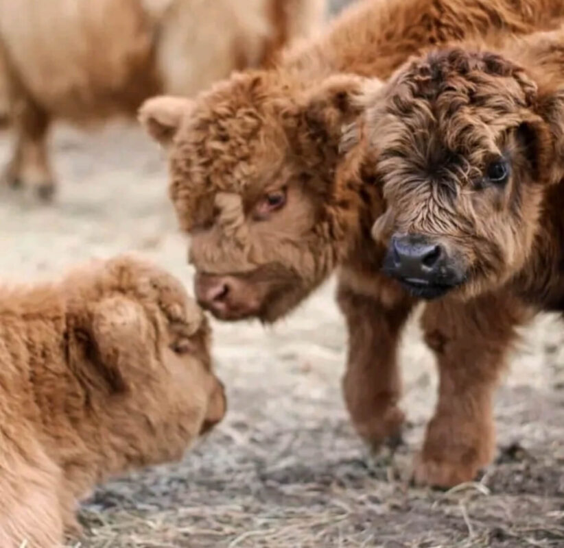 mini highland cow for sale