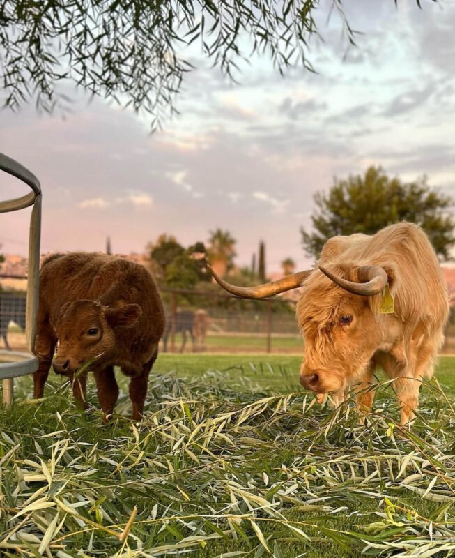 mini highland cow for sale