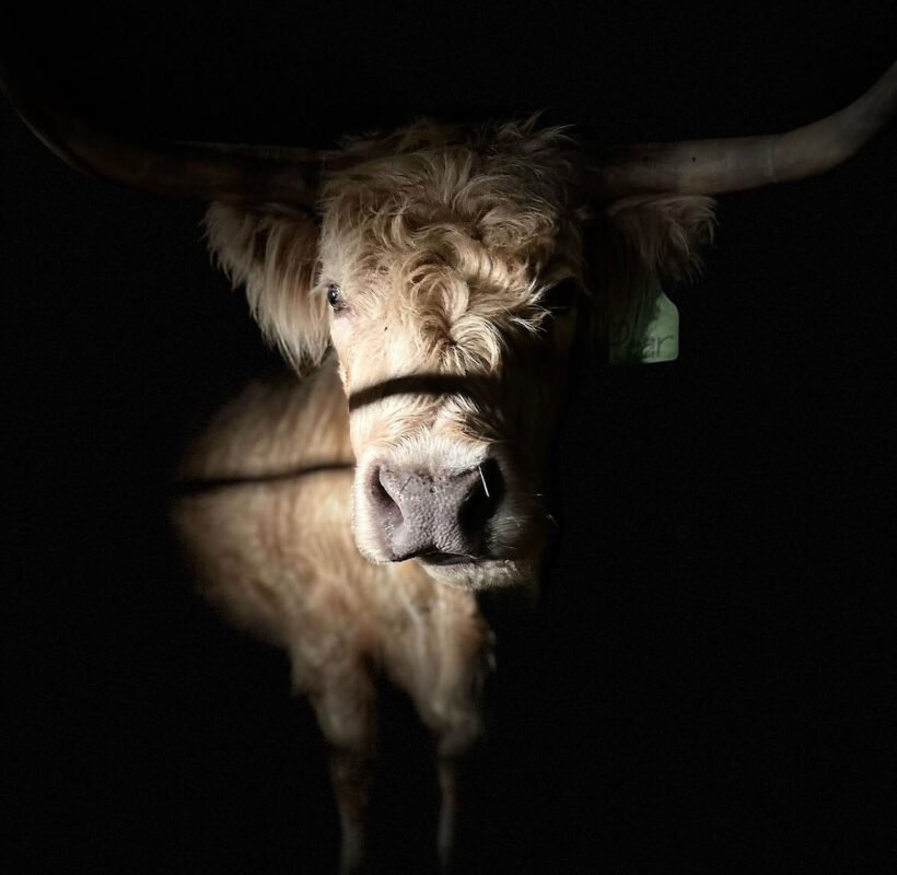 mini highland cow for sale
