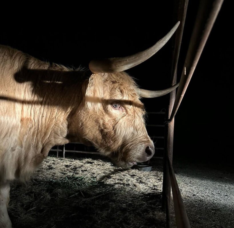 mini highland cow for sale