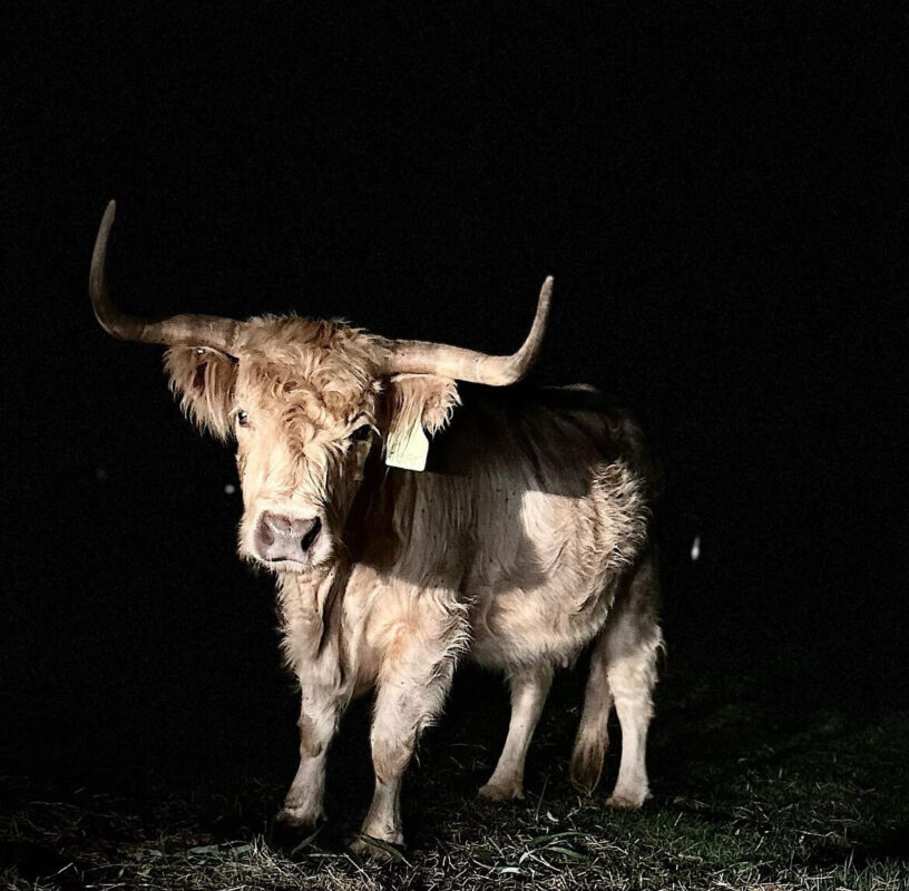 mini highland cow for sale