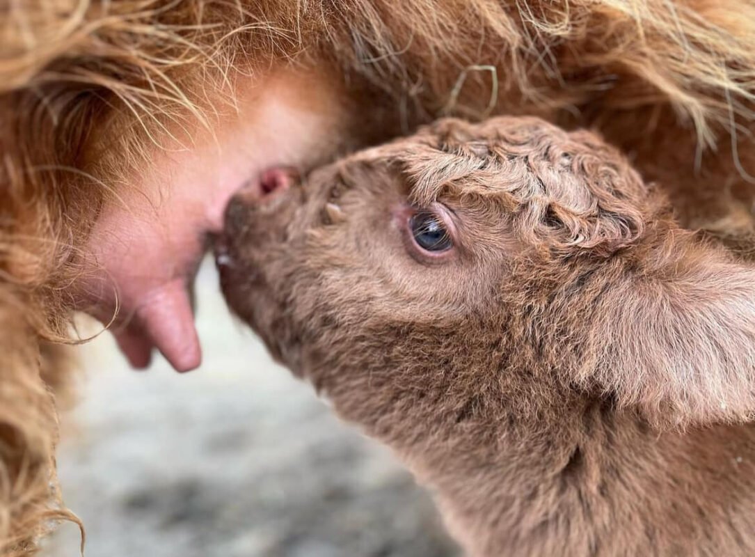 mini highland cow for sale