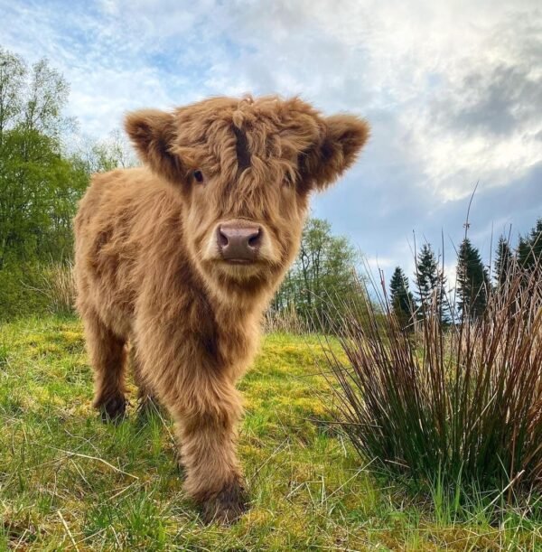 mini highland cow for sale