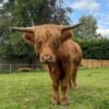 mini highland cow for sale