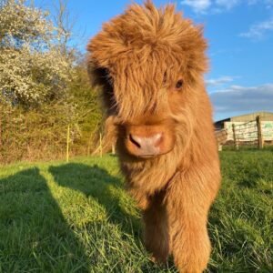 mini highland cow for sale