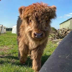 mini highland cow for sale