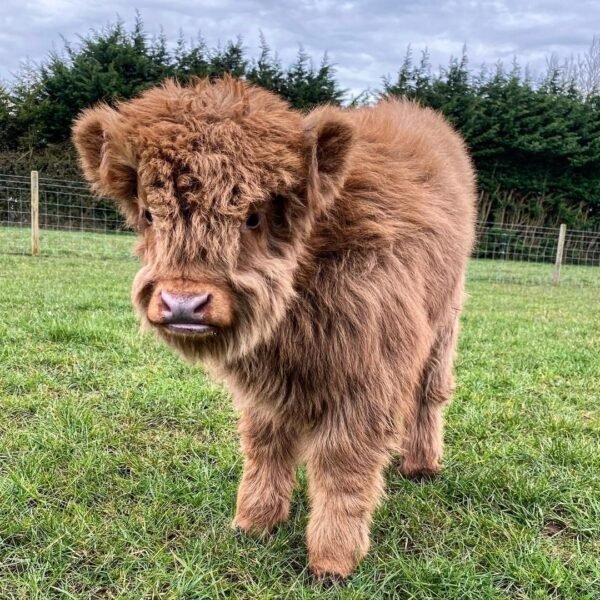 mini highland cow for sale