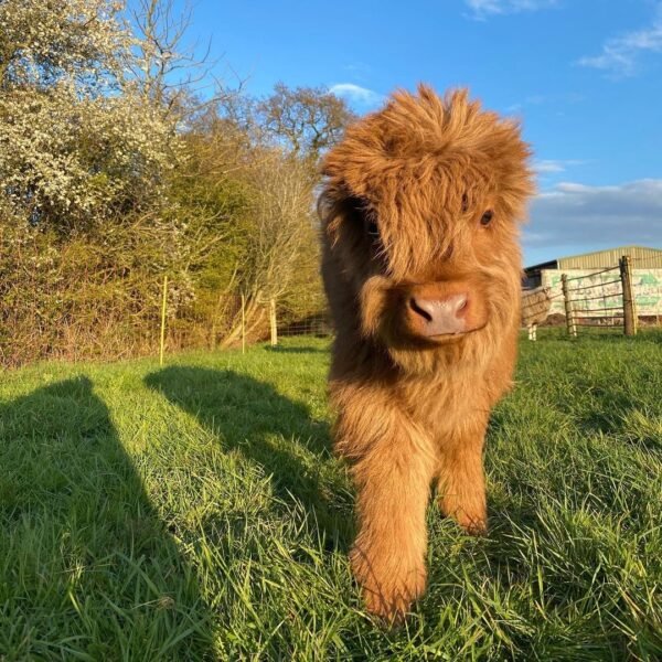 mini highland cow for sale