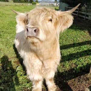 mini highland cow for sale