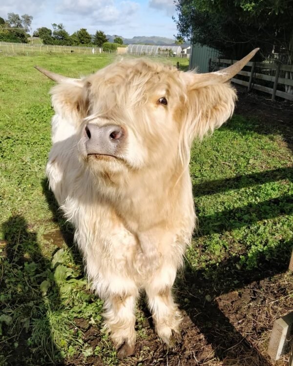 mini highland cow for sale