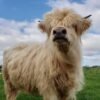 mini highland cow for sale