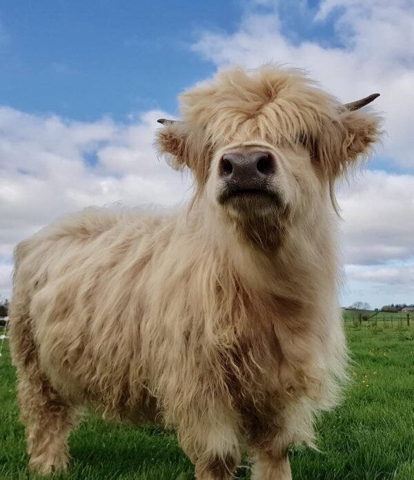 mini highland cow for sale