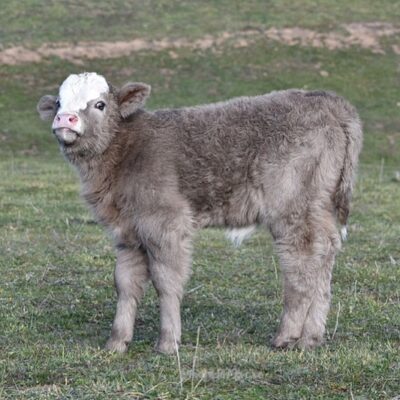 mini highland cow for sale