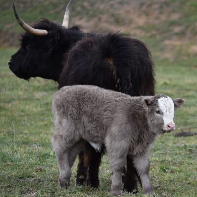 mini highland cow for sale