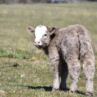 mini highland cow for sale