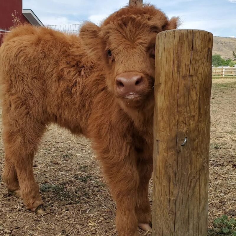 Mini Highland Cow (Luna) - Highland Cow Farm