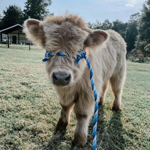 mini highland cow for sale