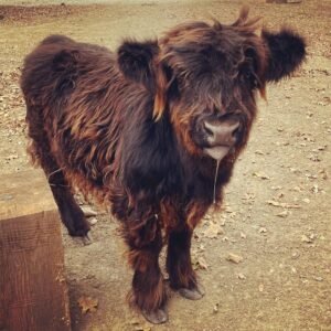 mini highland cow for sale