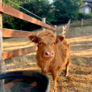 mini highland cow for sale