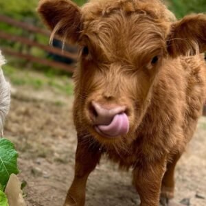 mini highland cow for sale