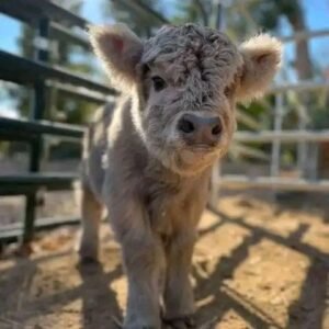 mini highland cow for sale