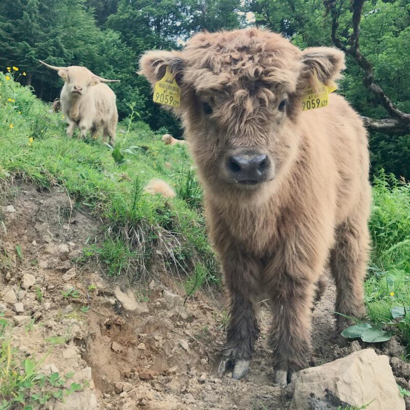 Miniature Cattle for sale near me