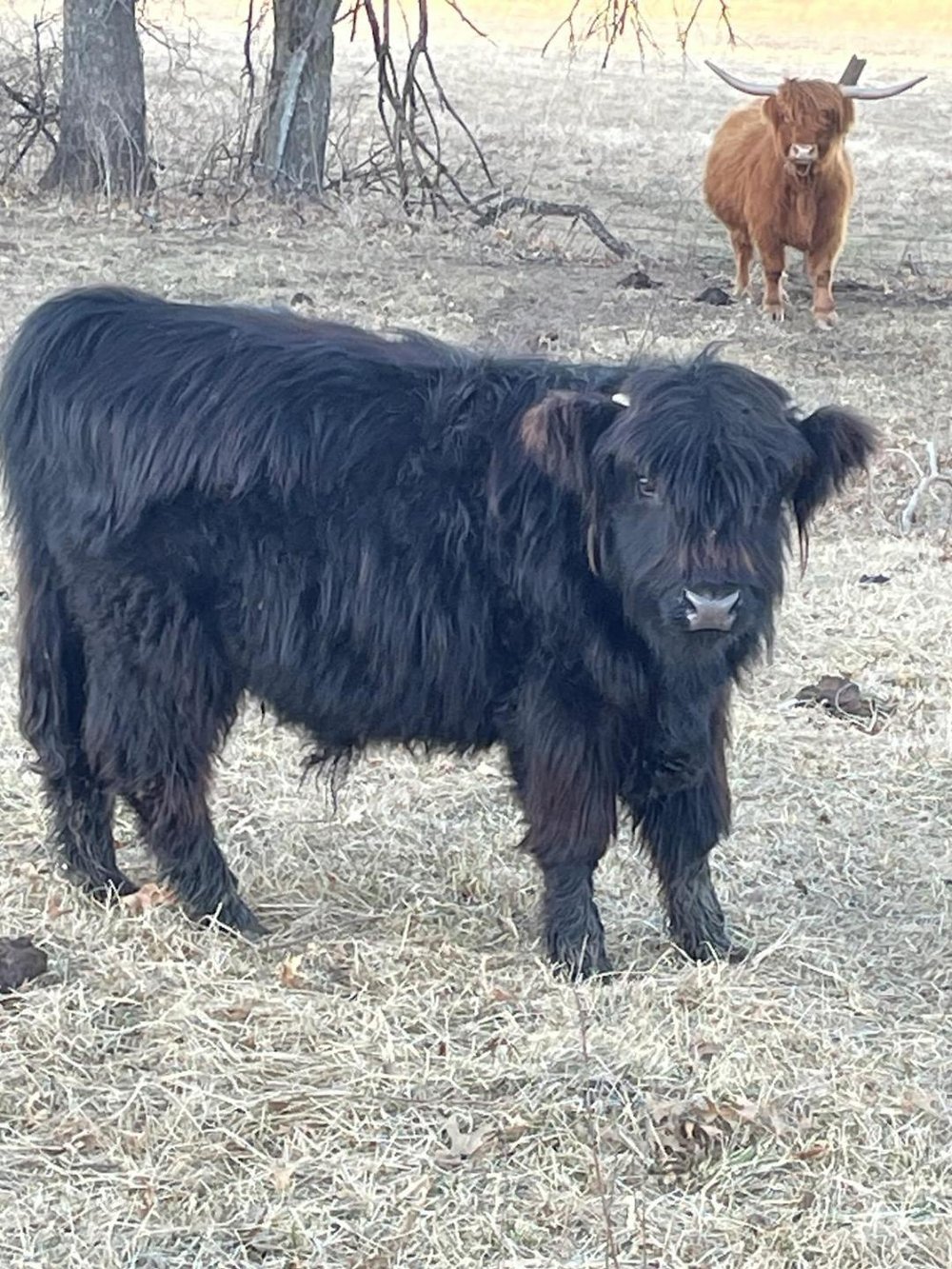 mini highland cow for sale