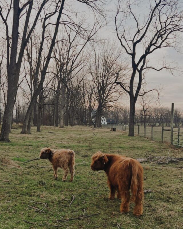 mini highland cow for sale